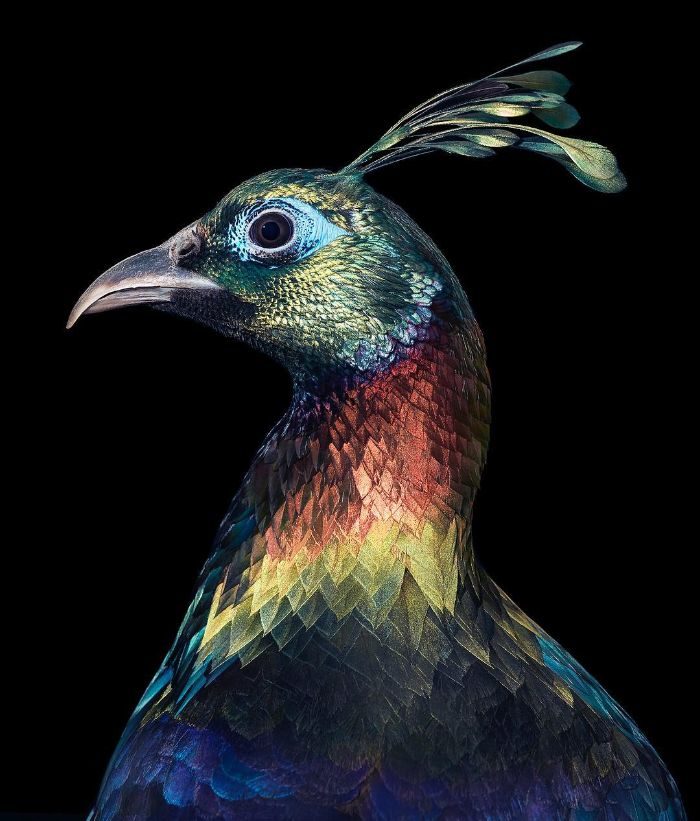 快要從世界消失!25種「世界極稀有鳥類」 牠一身「貴婦全黑look」太潮% 照片 快要從世界消失!25種「世界極稀有鳥類」 牠一身「貴婦全黑look」太潮