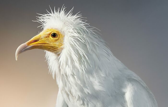 快要從世界消失!25種「世界極稀有鳥類」 牠一身「貴婦全黑look」太潮% 照片 快要從世界消失!25種「世界極稀有鳥類」 牠一身「貴婦全黑look」太潮