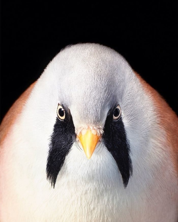 大鬍子的山雀 世界稀有鳥類