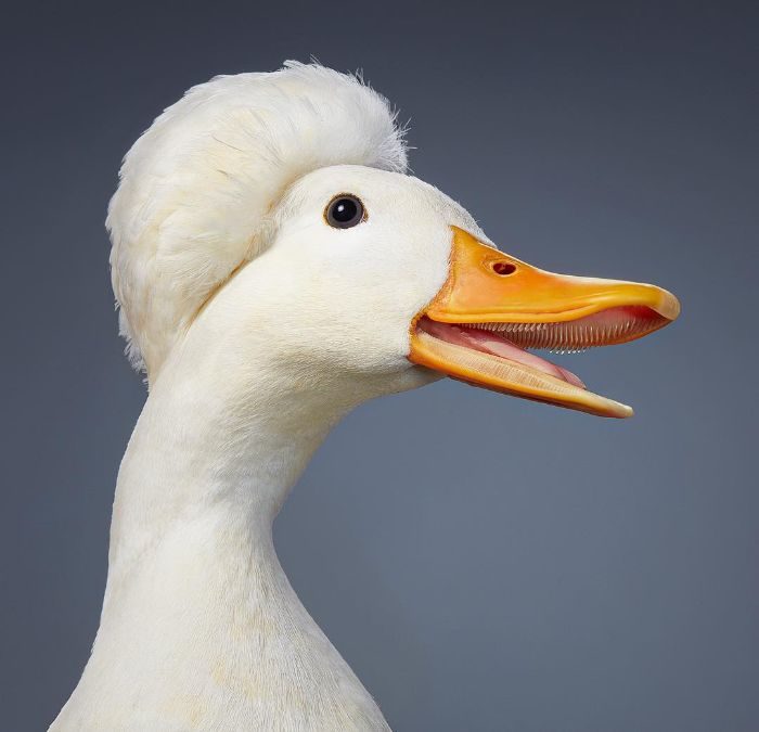 鳳頭迷你鴨 世界稀有鳥類
