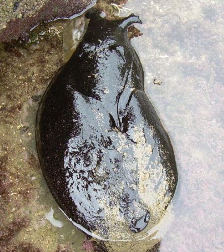 走路上驚見「一坨石油」慢慢滑動 抱起來超鬆軟:像巨大芝麻麻糬!% 照片 走路上驚見「一坨石油」慢慢滑動 抱起來超鬆軟:像巨大芝麻麻糬!
