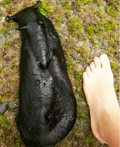 走路上驚見「一坨石油」慢慢滑動 抱起來超鬆軟:像巨大芝麻麻糬!% 照片 走路上驚見「一坨石油」慢慢滑動 抱起來超鬆軟:像巨大芝麻麻糬!