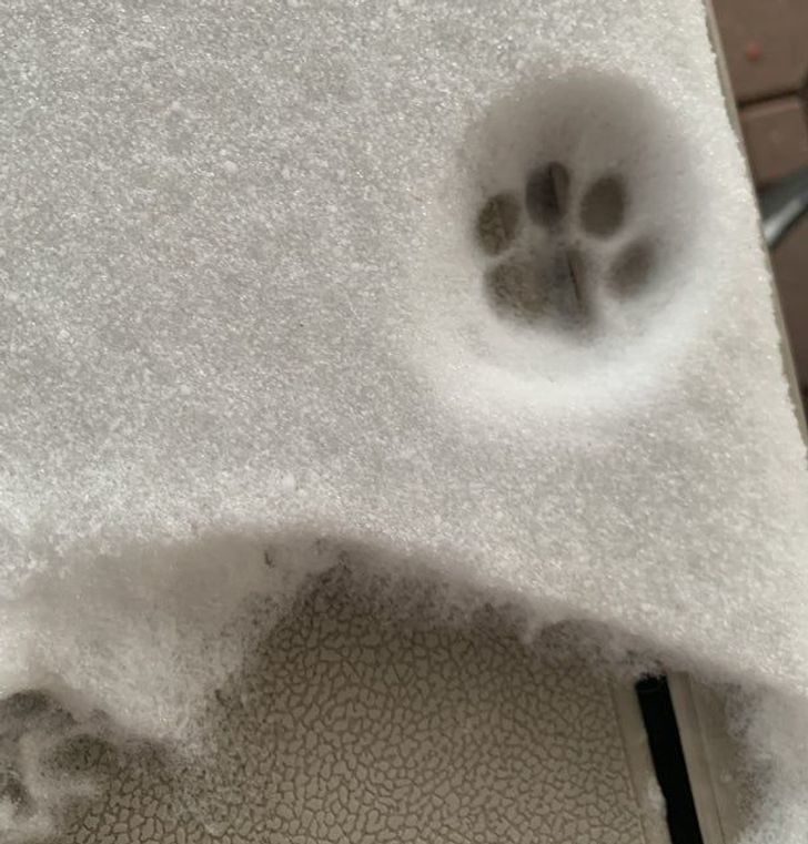 16隻毛孩「下雪初體驗」爆笑反應 貓貓首次吃雪「顏面大崩壞」% 照片 16隻毛孩「下雪初體驗」爆笑反應 貓貓首次吃雪「顏面大崩壞」