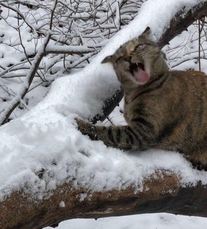16隻毛孩「下雪初體驗」爆笑反應 貓貓首次吃雪「顏面大崩壞」% 照片 16隻毛孩「下雪初體驗」爆笑反應 貓貓首次吃雪「顏面大崩壞」