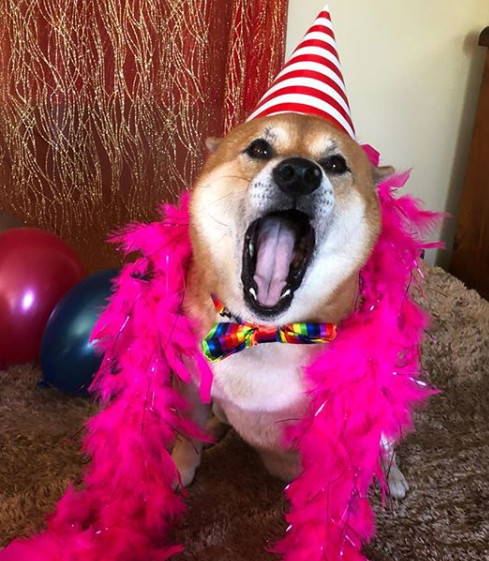 马麻回家惊见一地碎棉花 傲娇柴秒变「衰脸八字眉」:对不起嘛